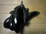 090915-4.jpg